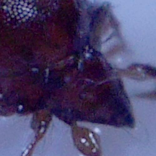 Réf. 309 705 : Phauloppia lucorum
